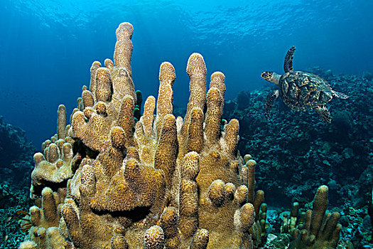 柱子,珊瑚,玳瑁,海洋,海龟,圣卢西亚,向风群岛,小安的列斯群岛,加勒比海
