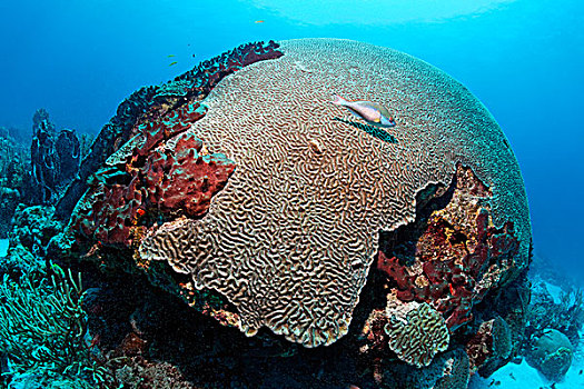 对称,大脑,珊瑚,鹦嘴鱼,小,多巴哥岛,斯佩塞德,特立尼达和多巴哥,小安的列斯群岛,加勒比海