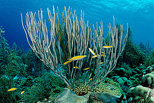 幼小,濑鱼,珊瑚,博奈尔岛,荷属列斯群岛,加勒比海