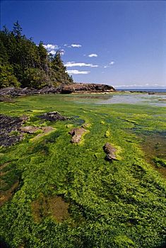 海草,潮汐,架子,植物,海滩,省立公园,不列颠哥伦比亚省,加拿大