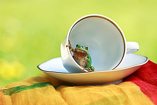 欧洲树蛙,无斑雨蛙,坐,杯子