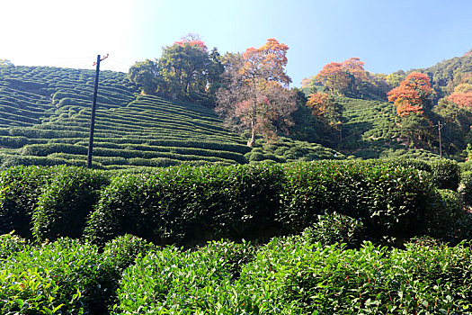 龙井茶园