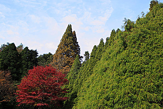 庐山植物园