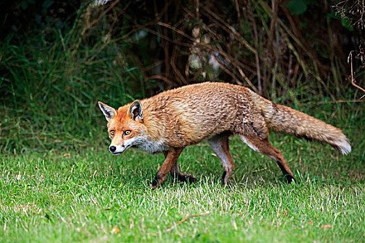 红狐,狐属,成年,警惕,尾随,萨里,英格兰,英国,欧洲