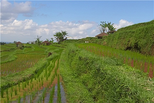 巴厘岛,稻米梯田,农民,小屋