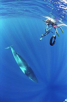 矮小,小须鲸,研究人员,照片,鲸,拖拉,线条,靠近,大堡礁,澳大利亚