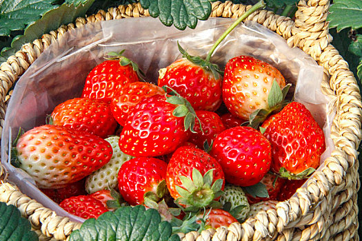 红颜草莓,草莓