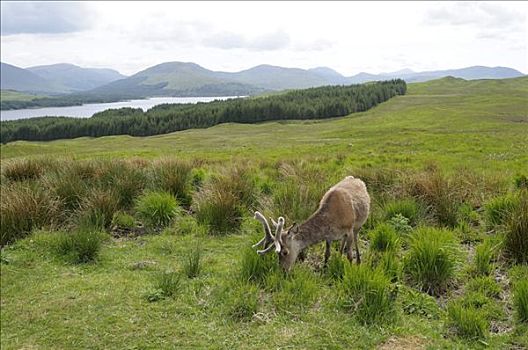 赤鹿,鹿属,鹿,苏格兰高地,格兰扁区,山峦,苏格兰,英国