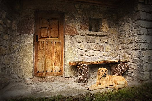狗,正面,房子,索米多,阿斯图里亚斯,西班牙