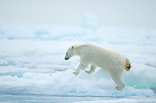 挪威,斯瓦尔巴群岛,斯匹次卑尔根岛,北极熊,成年,旅行,海冰,寻找,海豹