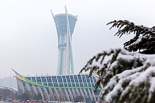 雪,下雪,植物