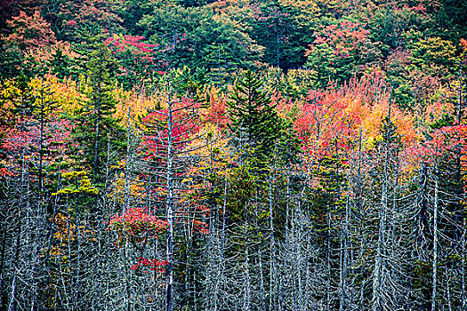 秋日树林,树,阿卡迪亚国家公园