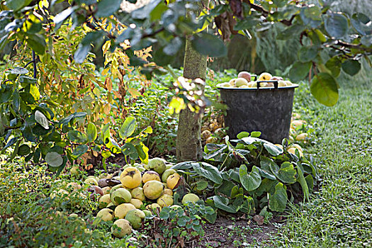 新鲜,收获,苹果,靠近,树干,桶,秋天,氛围