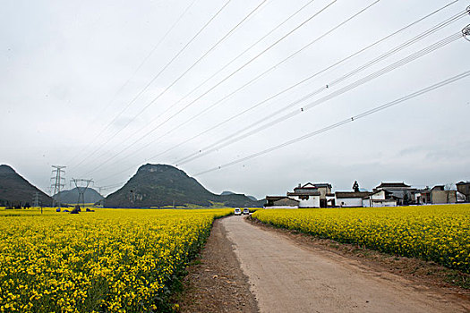 云南罗平县,乡村公路旁,油菜地,高压电柱,徐学哲摄影,尼康,年,月