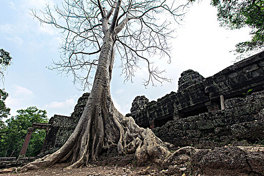 斑黛喀蒂大榕树柬埔寨暹粒吴哥
