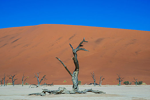 死,树,刺槐,正面,沙丘,死亡谷,索苏维来地区,纳米布沙漠,纳米比诺克陆夫国家公园,纳米比亚,区域