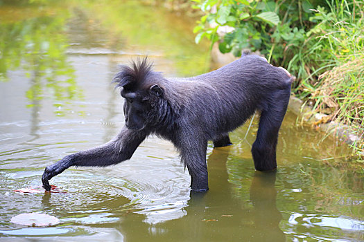 短尾猿,站立,水,尼日尔