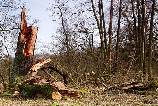橡树,生物保护区,中间,萨克森安哈尔特,德国,欧洲