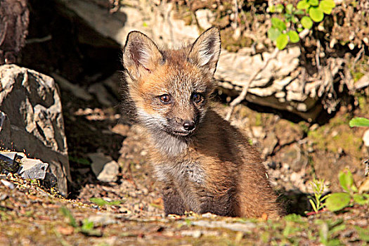 红狐,狐属,幼仔,窝,蒙大拿,美国,北美