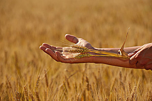 牵手,小麦,丰收,金色,农业,概念
