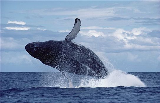 驼背鲸,大翅鲸属,鲸鱼,鲸跃,夏威夷