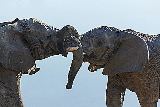 两个,非洲象,争斗,埃托沙国家公园,纳米比亚