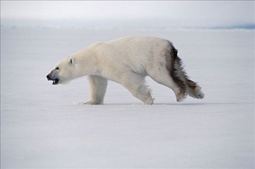 北极熊,巴芬岛,加拿大