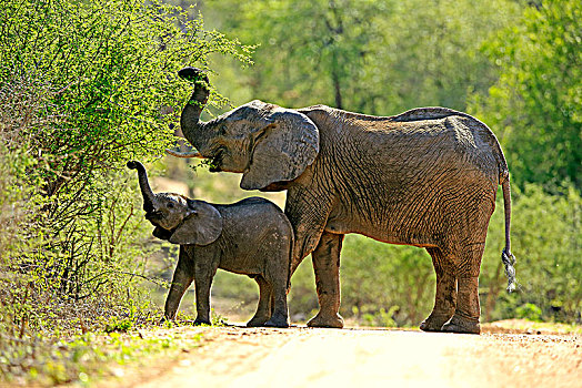 非洲象,大象,母牛,小动物,喂食,灌木,觅食,克鲁格国家公园,南非,非洲