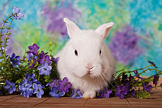 年轻,白色,迷你兔,紫花
