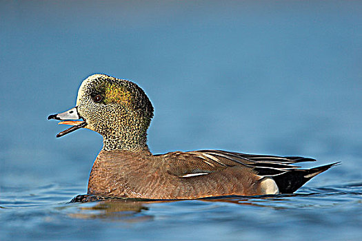 雄性,美洲野鸭,鸭子,不列颠哥伦比亚省,加拿大