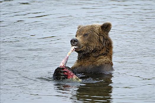 阿拉斯加,棕熊,吃,三文鱼,卡特麦国家公园,美国