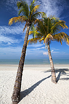 棕榈树,海滩,兰卡威,马来西亚