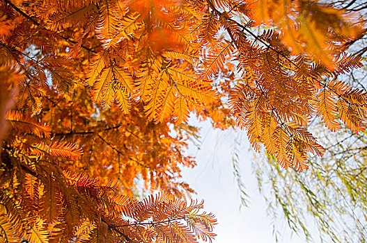 深秋时水杉树的树叶