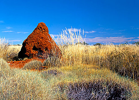 蚁丘,西北地区,澳大利亚