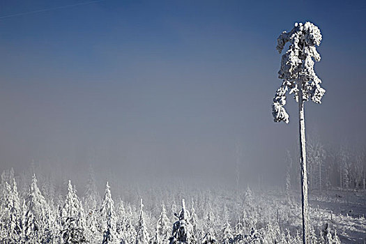 雪,冰,树,冬天,黑森林,巴登符腾堡,德国,欧洲