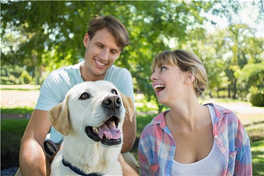 幸福伴侣,坐,拉布拉多犬,公园