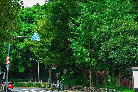 日本东京,上野公园,绿色的林道