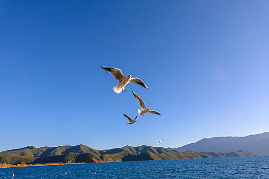 展翅飞行的海鸥