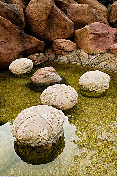 复制品,碳酸钙,新加坡植物园,新加坡