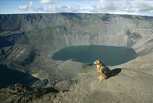 加拉岛鵟,远眺,仪表,火山口,费尔南迪纳岛,加拉帕戈斯群岛,厄瓜多尔