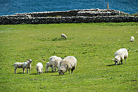 绵羊,放牧,草地,海边风景,丁格尔半岛,凯瑞郡,爱尔兰,欧洲