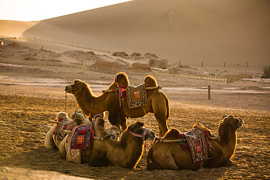休憩中的骆驼