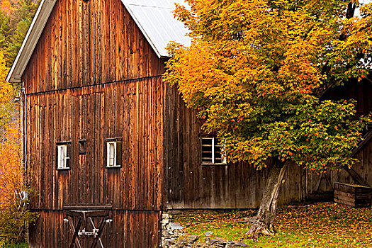 秋天,谷仓,靠近,北方,佛蒙特州,美国