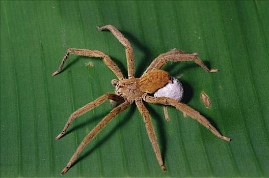 蜘蛛,中美洲