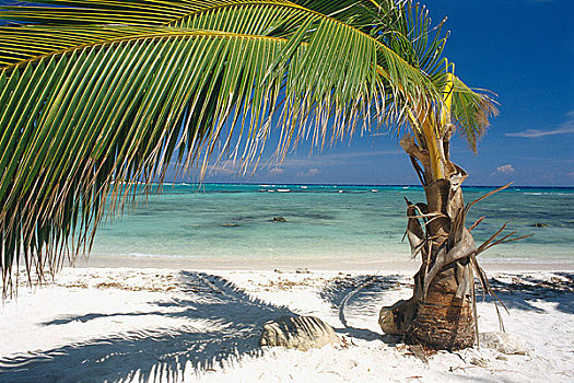 棕榈树,海滩,尤卡坦半岛,墨西哥