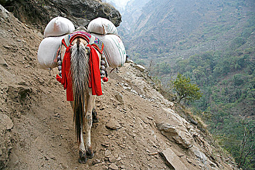 驴,重,安纳普尔纳峰,尼泊尔