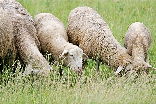 特写,绵羊,成群,放牧