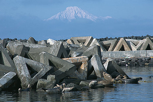 斑海豹,山