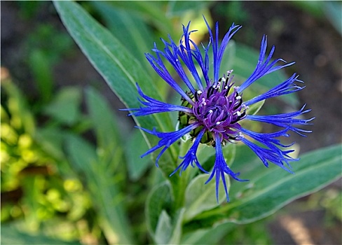 矢车菊,蒙大拿