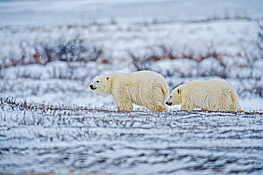 北极熊,幼兽,苔原,丘吉尔市,曼尼托巴,加拿大